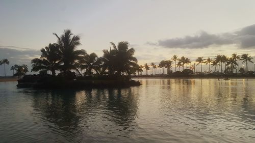 Scenic view of palm trees against sky
