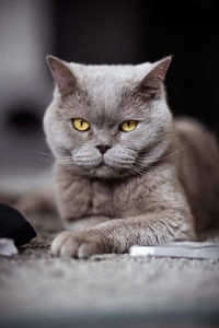 Portrait of cat relaxing outdoors