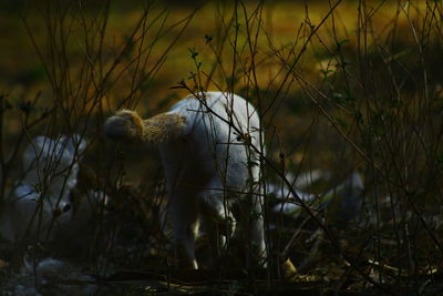 Side view of horse on field