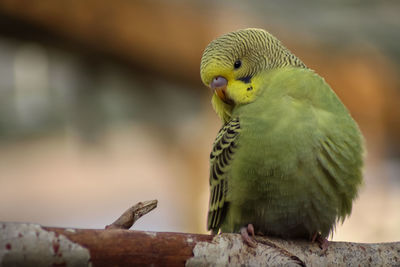 Close-up of parrot perching on leaf