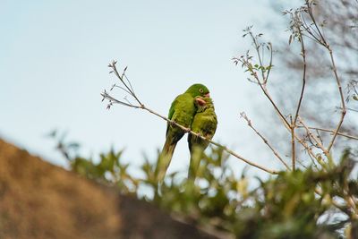 Bird perching on a branch