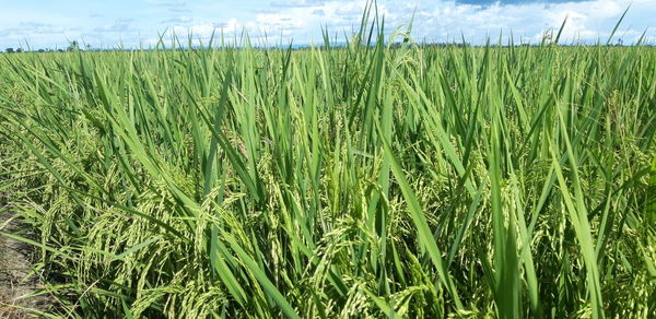 Crops growing on field against sky