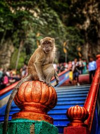 Close-up of monkey sitting outdoors