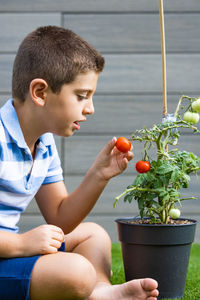 Boy picking tomatoes from a tomato plant at home