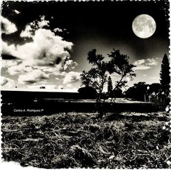 Trees on field against cloudy sky