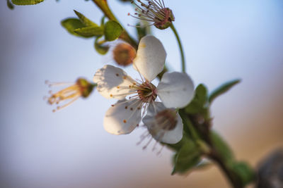 Close-up of cherry blossom against sky