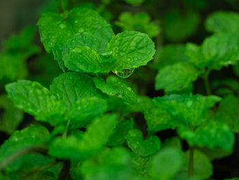 Close-up of wet green leaves during rainy season