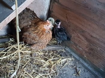 High angle view of birds in nest