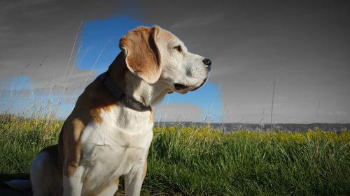 Dog looking away on field