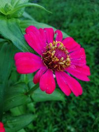 Close-up of pink flower