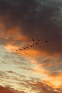 Silhouette birds flying against sky during sunset