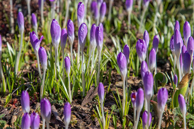 Close-up of purple crocus flowers on field