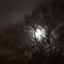 Bare trees against sky at night