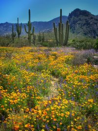 Yellow flowers growing in field