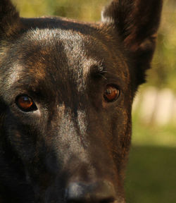Close-up portrait of dog