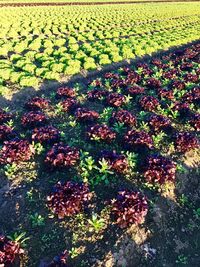 View of flowers growing in field