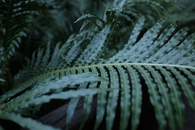Close-up of palm tree
