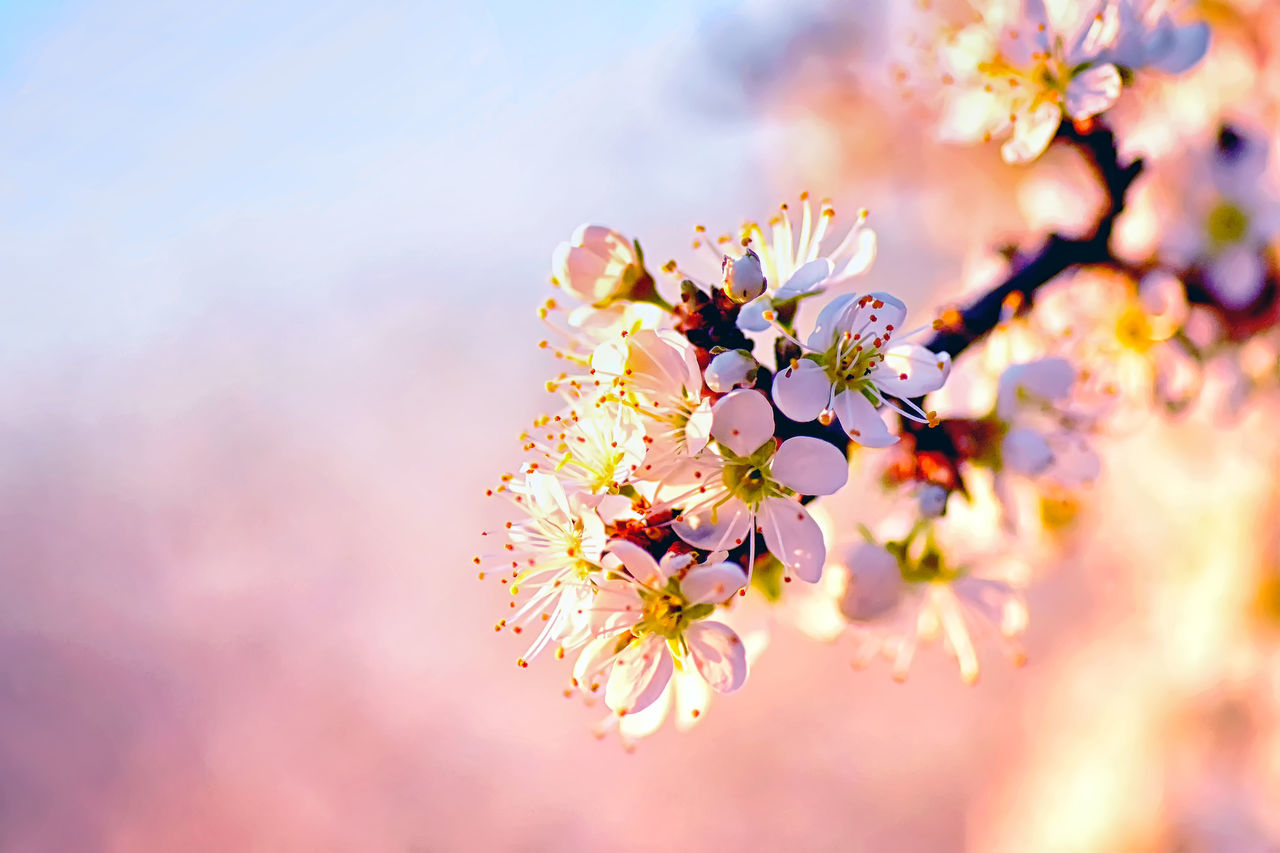 Anita Halász-Csejtei