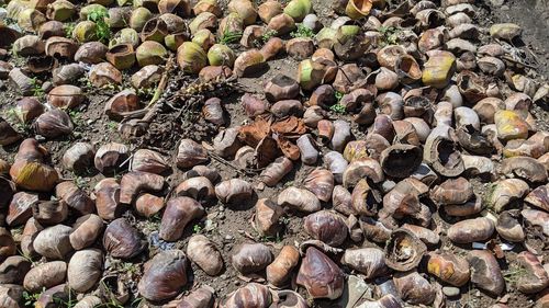 After the water is taken from the coconut, the remaining skin is used as firewood