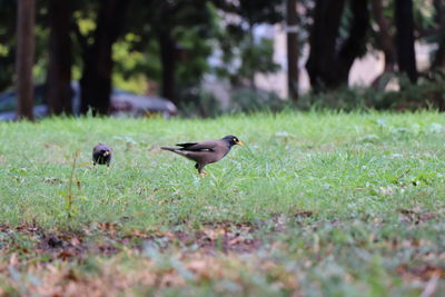 Birds on grassy field