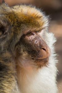 Close-up of monkey