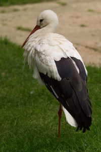 Close-up of bird perching on grass