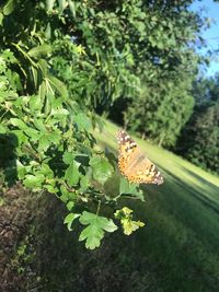 Close-up of butterfly pollinating on flower