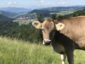 Cow with nice eyes in the mountains