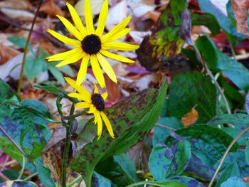 Close-up of yellow flower