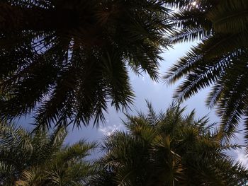 Low angle view of palm trees against sky