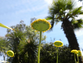 Close-up of yellow flowering plant against sky