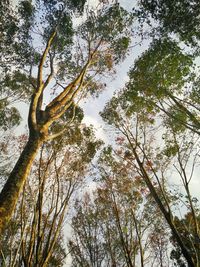 Low angle view of trees against sky
