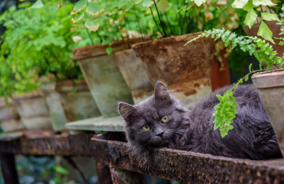 Cat curiosity 