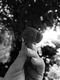 Close-up of woman holding plant