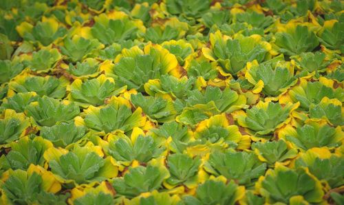 Full frame shot of fresh green leaves