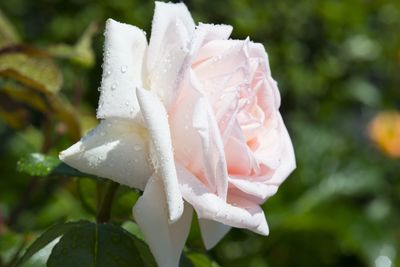 Close-up of wet white rose blooming outdoors