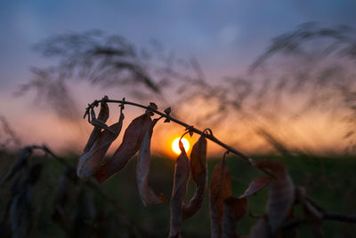 Close-up of plants growing on field during sunset