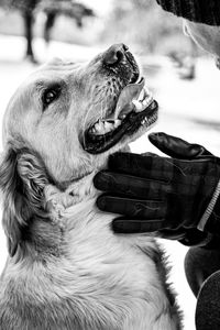 Close-up of dog with man