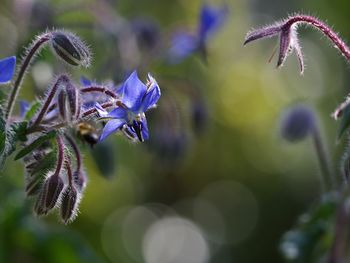 Close-up of insect on purple flowering plant