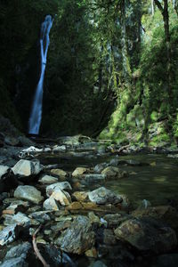 Scenic view of waterfall in forest