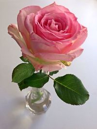 Close-up of pink rose