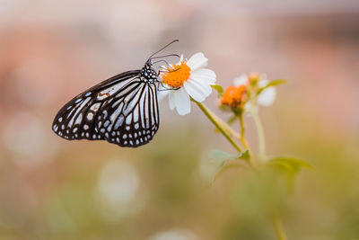 Close-up of butterfly pollinating on flower