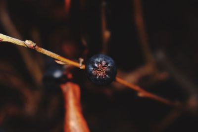 Close-up of crab on twig at night