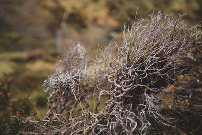 Close-up of grass growing on field