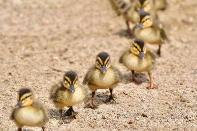 Ducklings marching