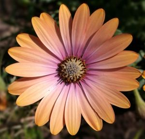 Close-up of pink flower