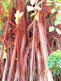 High angle view of roots on field