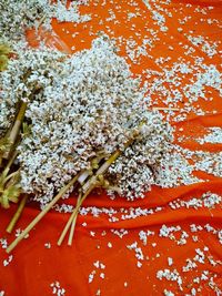 High angle view of white flowering plant on table