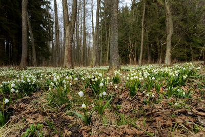 Plants growing on land at forest