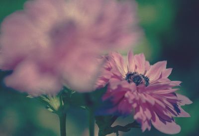 Close-up of pink flower